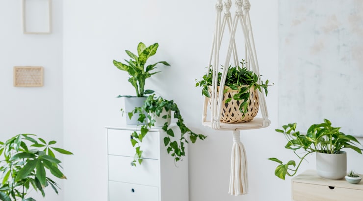 Interior design in white color with plants