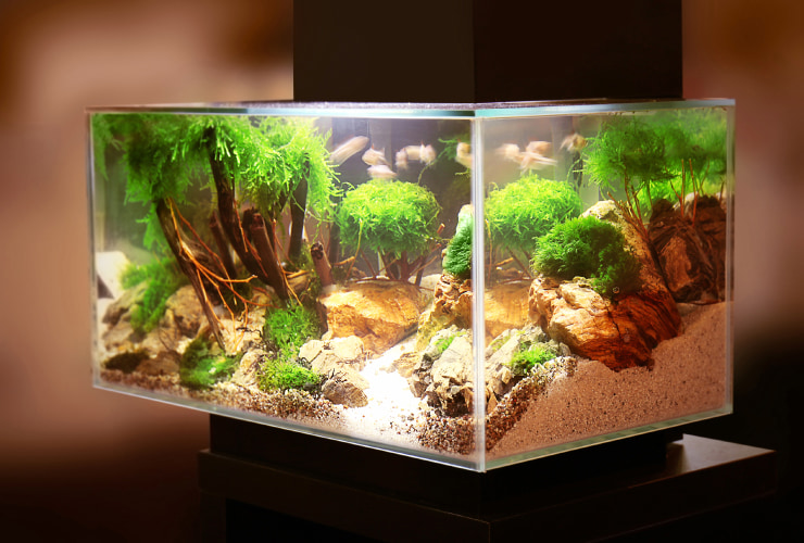 An aquarium with fish swimming in it.