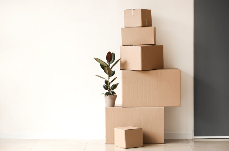 A pile of cardboard boxes of different sizes and a single plant standing near the white wall.